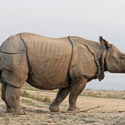 The greater one-horned rhinoceros standing on muddy ground 